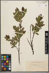 Foto von Salix phylicifolia L.